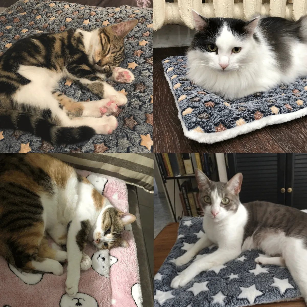 Clearance Sale 49% OFFCozy Calming Cat Blanket